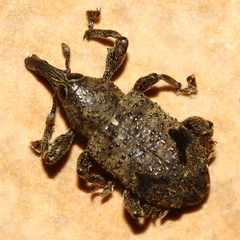 Rhineilipus