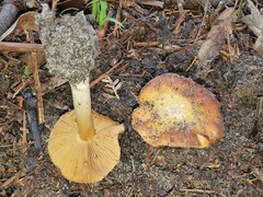 Cortinarius phalarus