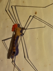 Parasitiformes