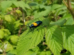 Desmocerus palliatus