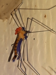 Parasitiformes