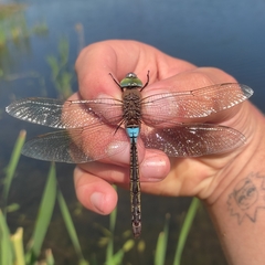 Anax parthenope