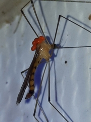 Parasitiformes