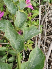 Bougainvillea glabra
