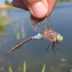 Anax parthenope
