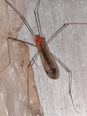 Parasitiformes