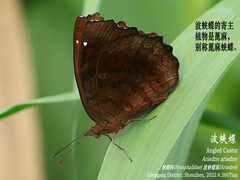 Ariadne ariadne
