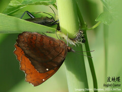 Ariadne ariadne