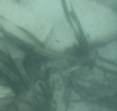 Halichoeres bivittatus