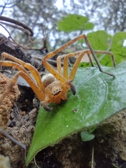 Curicaberis culiacan