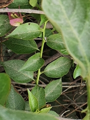 Bougainvillea glabra