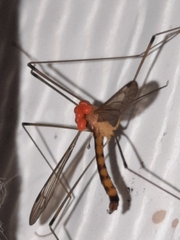 Parasitiformes