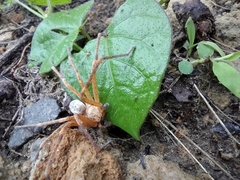 Curicaberis culiacan