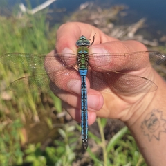 Anax imperator