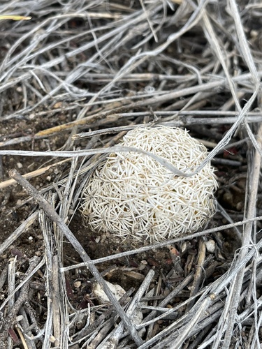 Sclerocactus johnsonii