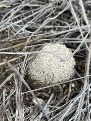 Echinomastus erectocentrus