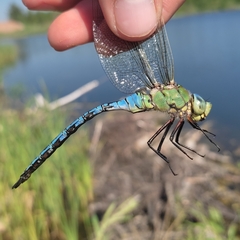 Anax imperator