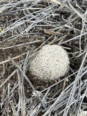 Echinomastus erectocentrus