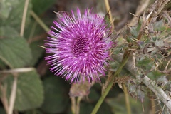 Cirsium andrewsii