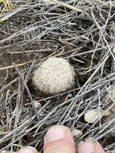 Sclerocactus johnsonii