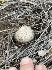 Echinomastus erectocentrus