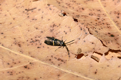 Nemophora associatella