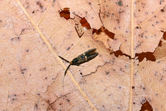 Nemophora associatella