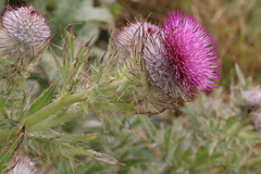 Cirsium andrewsii
