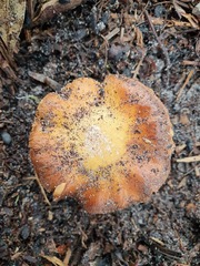 Cortinarius phalarus