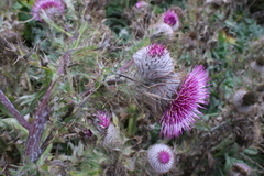 Cirsium andrewsii