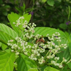 Antodynerus limbatus