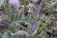 Cirsium andrewsii