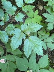Actaea spicata