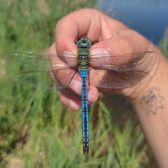 Anax imperator