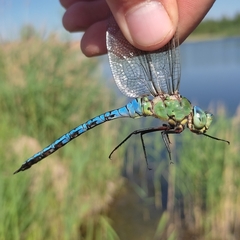 Anax imperator
