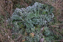 Cirsium andrewsii