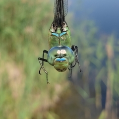 Anax imperator