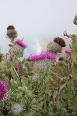Cirsium andrewsii