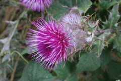 Cirsium andrewsii