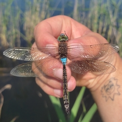 Anax parthenope