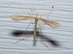 Hellinsia homodactylus