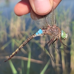 Anax parthenope