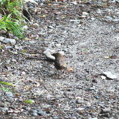 Carpodacus formosanus