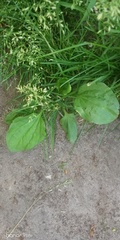 Plantago major