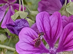 Chelostoma rapunculi