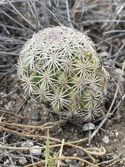 Echinomastus erectocentrus