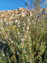 Phylica nervosa