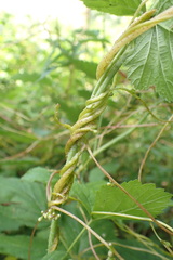 Cuscuta lupuliformis