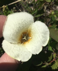 Calochortus apiculatus