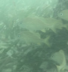 Haemulon flavolineatum